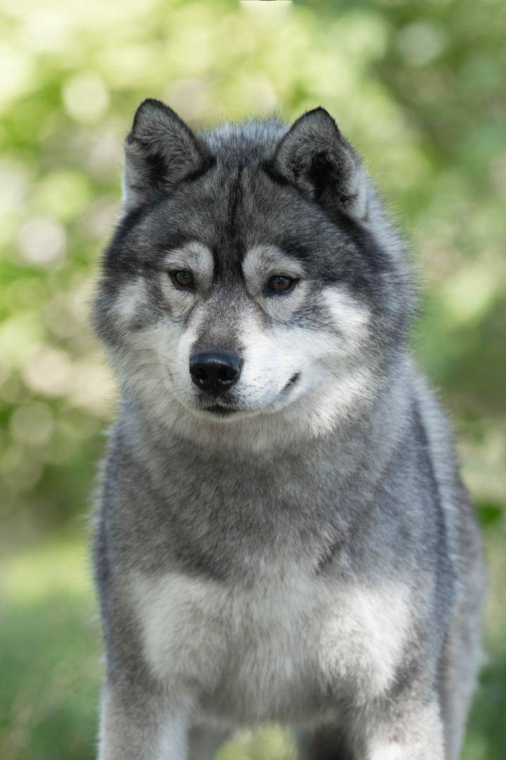 Zorsky Aventureux Câlin