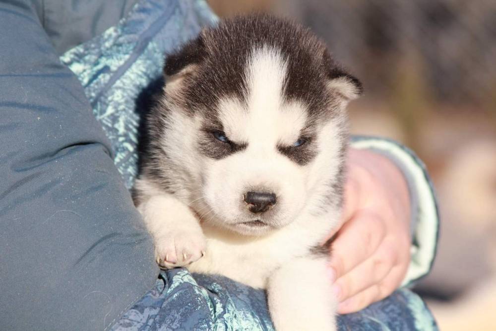 Zorsky Enjôlement Canin