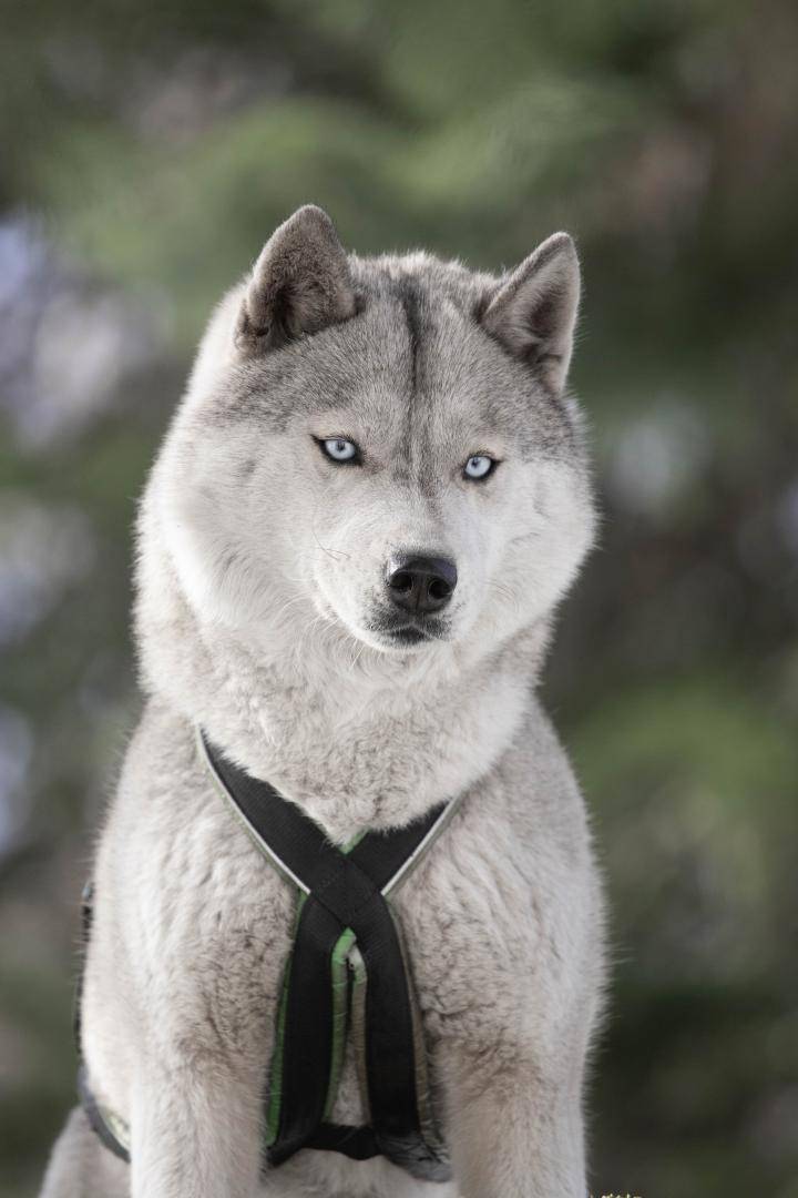 Zorsky Enchantement Canin