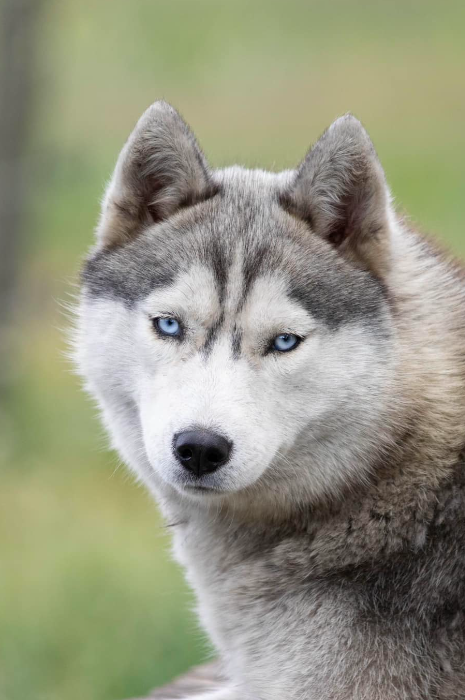 SIBERIA ZORSKY