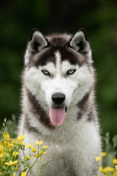 SEVERNAYA LUNA KING OF HEARTS ( IMPORT RUSSE )