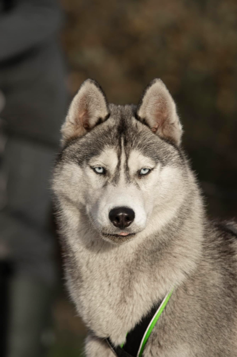 SILVER SAMOURAÏ ZORSKY