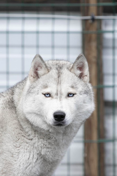 NON STOP FOR SNOW IMAGE ( IMPORT RUSSE )